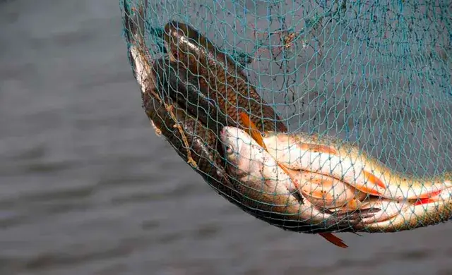 Beira- Trabalhadores de empresa de pesca sem salários há nove meses