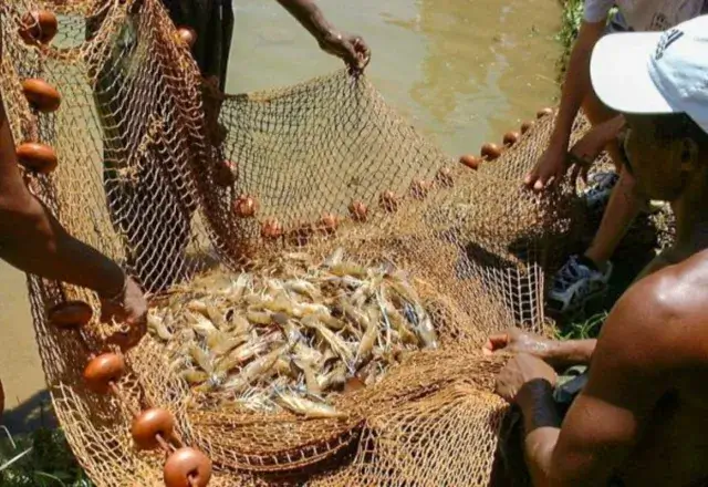 Vedada pesca do camarão de superfície a partir de 1 de Novembro