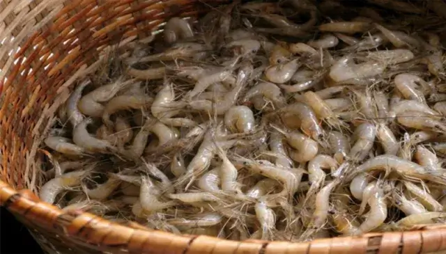 Inicia veda da pesca do camarão de superfície