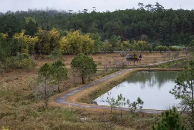 Pine forests at Ban Wat Chan Royal Project Development Center ,Chiang Mai