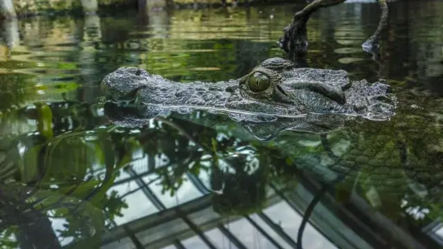 Menor de 11 anos morre atacada por crocodilo em Manica