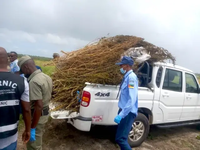 SERNIC incinera 76 quilos de soruma em Matutuíne