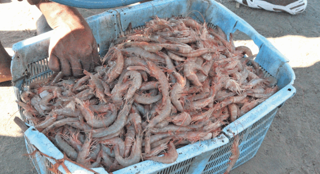 Captura de camarão em Moçambique reduz devido à pesca ilegal e excessiva