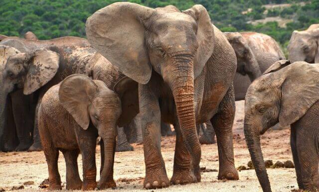 Botswana doa mais 200 elefantes a Moçambique para fortalecer biodiversidade