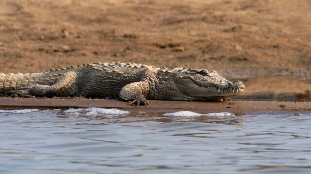 Tete- Ataques de crocodilos causam quatro mortes em Nhamayabwe
