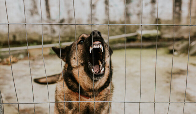 Aggressive German Shepherd behind Bars