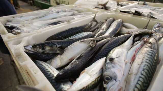 Gaza projecta comercialização de mais de 24 mil toneladas de pescado em 2025