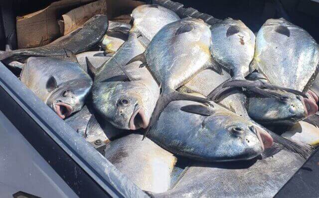 Fiscalização reforçada resulta na apreensão de mais de oito toneladas de pescado