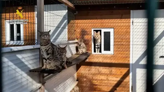 Casal detido na Espanha por venda de animais exóticos online