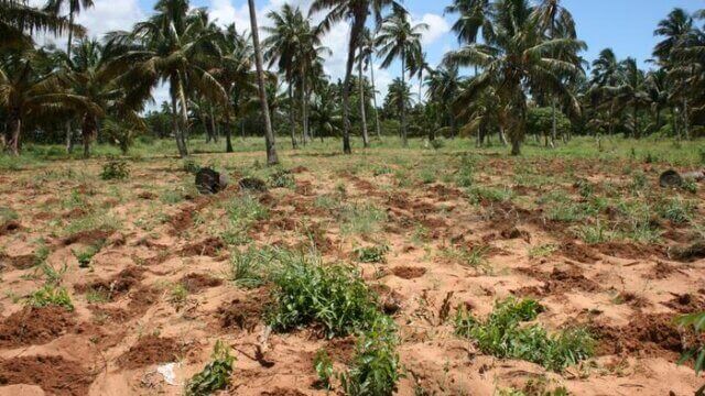 Agricultores abandonam campos em Cabo Delgado por medo de ataques