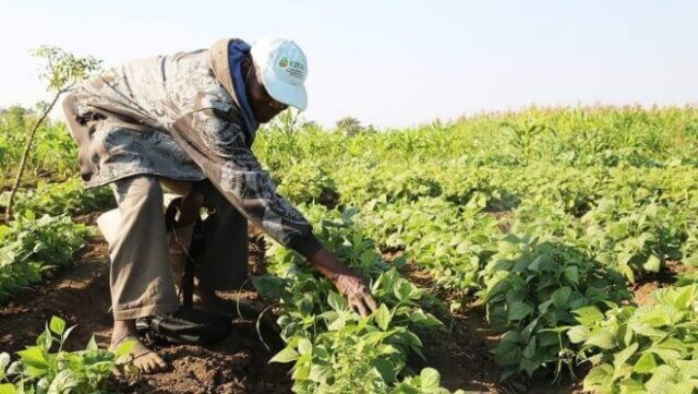 Itália investirá 100 milhões de euros para revolucionar a agricultura em Manica