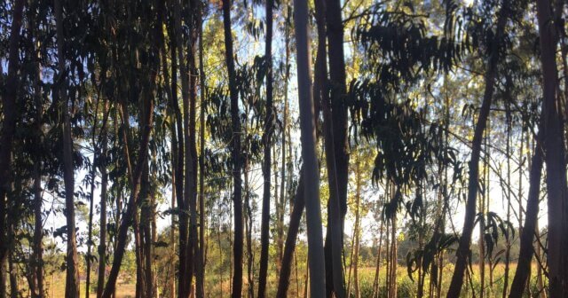 Grupo Navigator acusado de prejudicar comunidades rurais em Moçambique com plantações de eucalipto