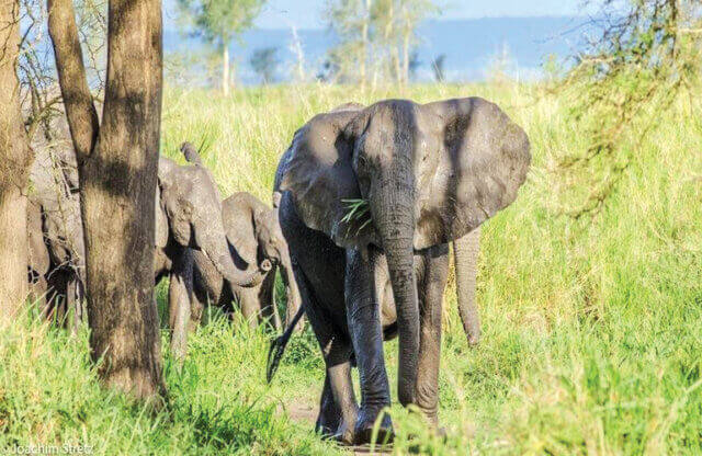 Fauna bravia mata três pessoas em Doa e obriga comunidades a reforçar medidas de protecção