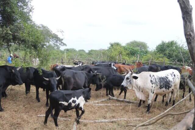 Criadores de gado em Matutuíne exigem medidas contra onda de roubos