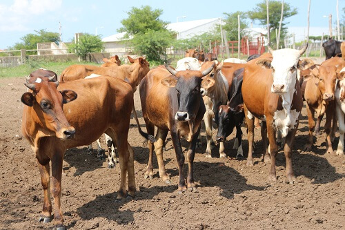 Gado em Angoche: Agressiva Epidemia de Theleriose Deixa Pecuária em