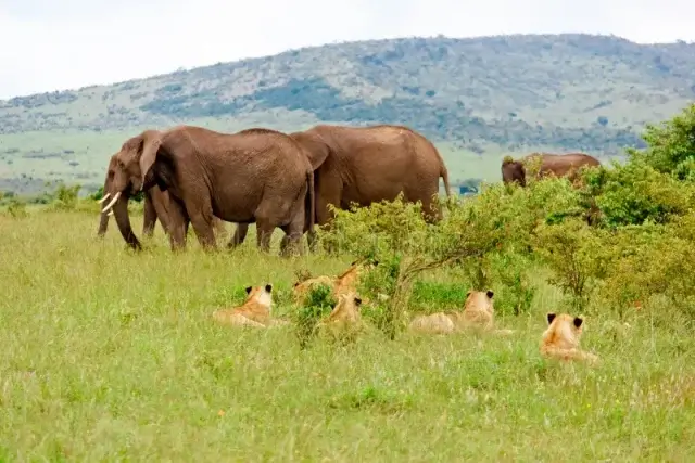 Sofala- Ataques de animais selvagens geram medo e alerta em Marromeu