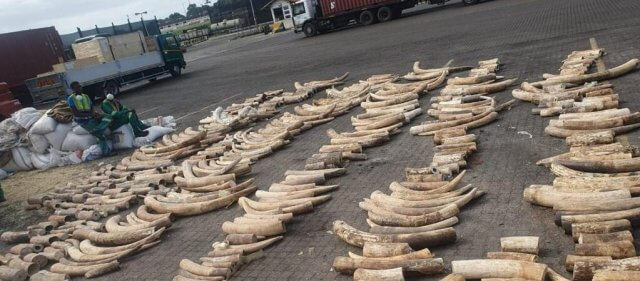 Tráfico de Marfim- Falhas na fiscalização no Porto de Maputo impedem embarque de contentor