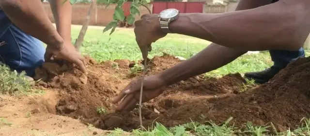 Matola avança com programa ambiental para plantar 50 mil árvores por ano