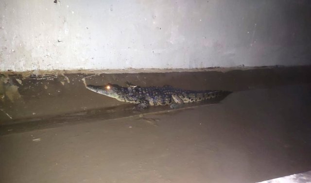 Crocodilos aparecem em obra de drenagem em Maputo
