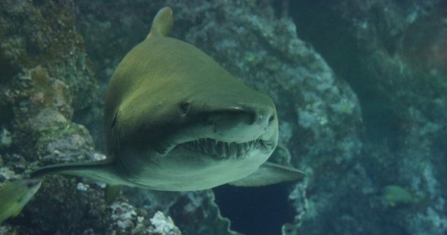 Baía de Inhambane sob alerta após morte de menor com sinais de ataque de tubarão