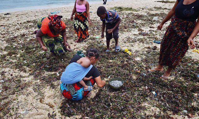 Aparecimento anômalo de peixes levanta alerta de saúde em Pemba