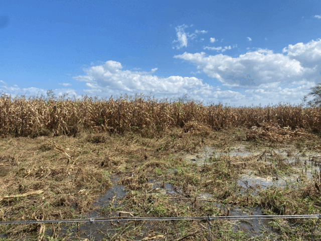 Crise agrícola em Mandimba destrói mais de 117 mil hectares