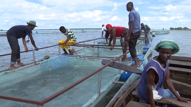 Tilápia: 170,3 toneladas produzidas no Niassa em projeto de aquacultura