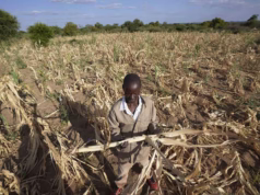 Risco de seca severa em Moçambique por causa do El Niño