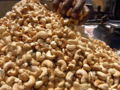 Preço da castanha de caju sobe para 48 meticais por quilograma na nova campanha