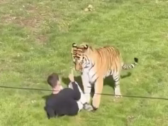 Jovem morre após ataque de tigre siberiano em zoológico no Reino Unido