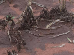 Governo intensifica acções contra os efeitos do El Niño